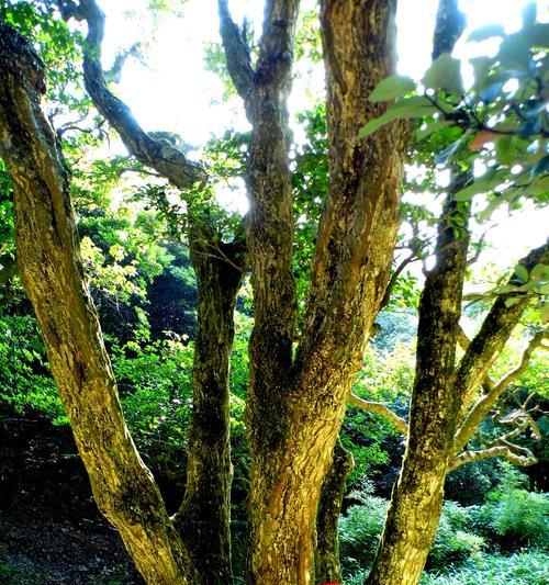 《以影之诗》：探索神秘的兀儿德