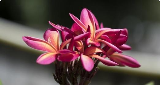 云顶之弈s5大眼装备攻略（打造无敌大眼装备，让你的团队更强大！）