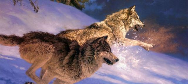 怀旧服恶狼成群任务攻略（怎样高效完成恶狼成群任务）