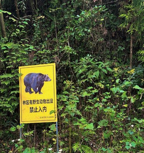 如何获得熊猫引诱技巧？（以华夏人生熊猫为例，掌握这些技巧让你轻松吸引熊猫的注意力）