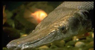 《疯狂原始人手游鳄鲨》（和猛犸象一起击败鳄鲨，探险深海世界）