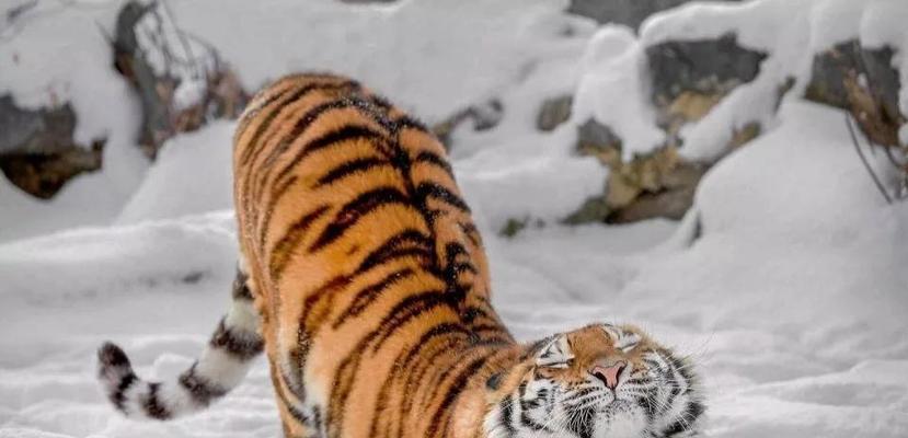 韦哥打野出装天赋加点攻略（打造无敌野区霸主！韦哥打野必备装备和天赋加点技巧揭秘）