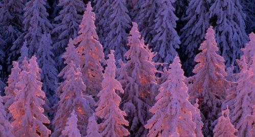 探秘《森林之子》紫色感叹号的奥秘（以游戏为主，揭开紫色感叹号的神秘面纱）